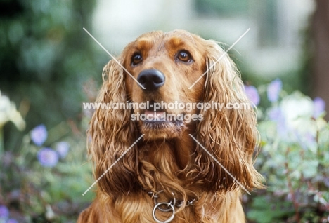 portrait of red cocker spaniel