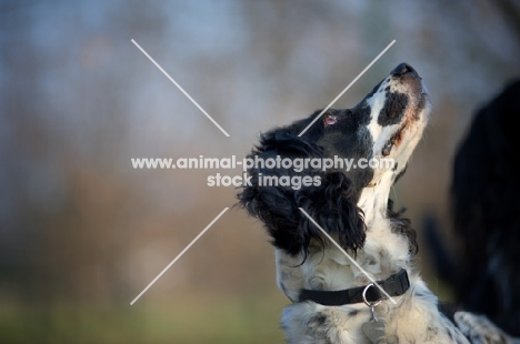 black and white english springer spaniel looking up
