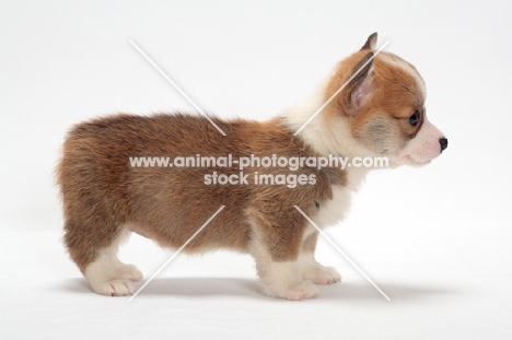 Welsh Pembroke Corgi puppy, side view