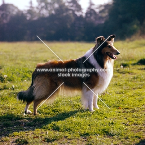 champion rough collie, on grass