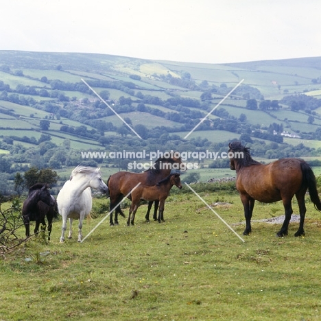 group of Dartmoor mares and foals on Dartmoor
