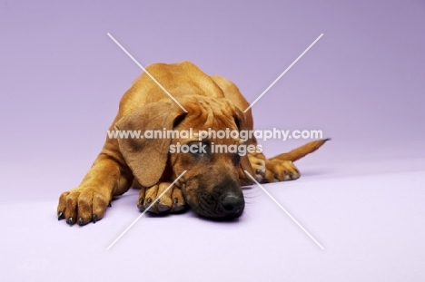 tired little Rhodesian Ridgeback pup