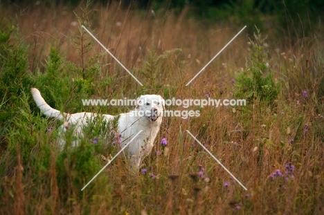 yellow labrador standing in field, side view