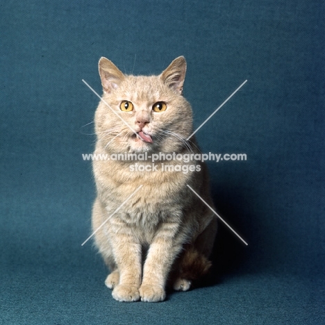 champion British short hair cream cat licking lips