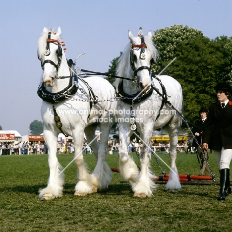 two shire horses in a musical drive, windsor