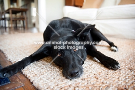 black lab mix lying with head down on floor and paws outstretched