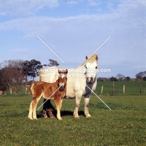 shetland pony mare and foal 