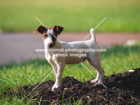 young Jack Russell Terrier puppy, side view