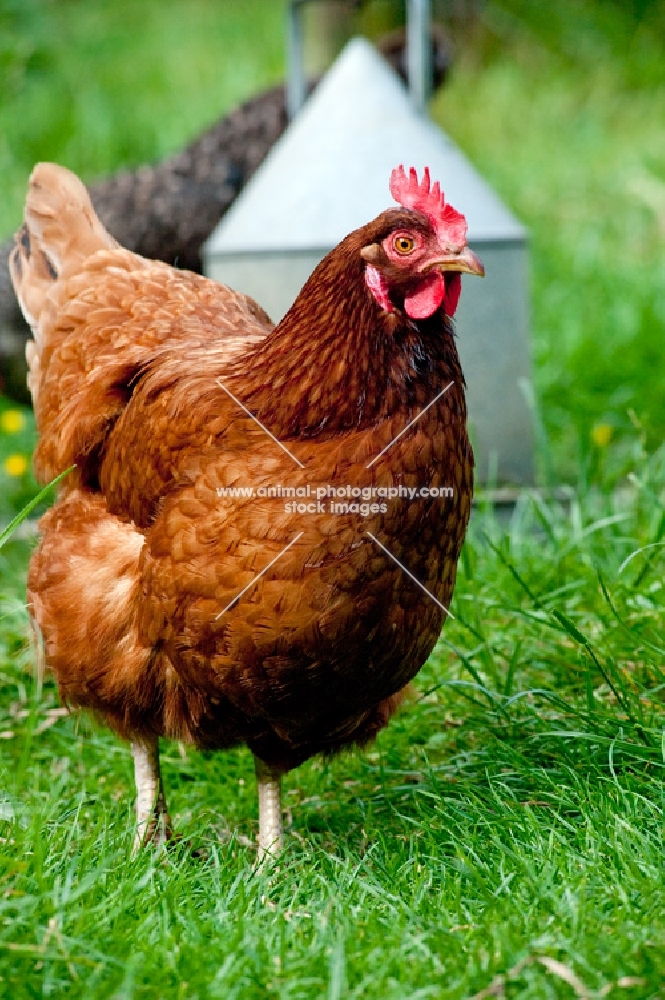 Hen standing in field in front of chicken feeder