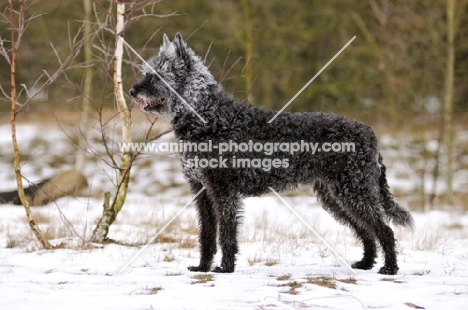 Dutch Shepherd Dog, rough haired, side view