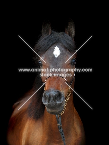 Arab (Egyptian) horse with marking star looking at camera