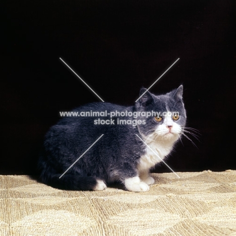 bi-coloured short hair cat, blue and white show cat