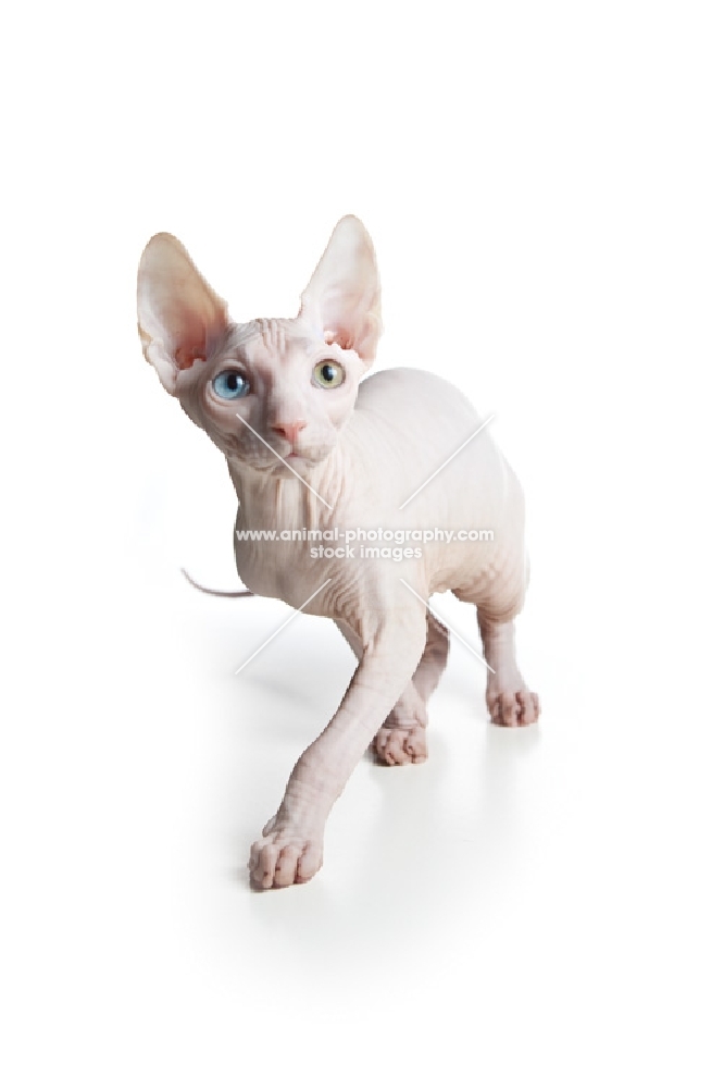 odd-eyed Sphynx walking