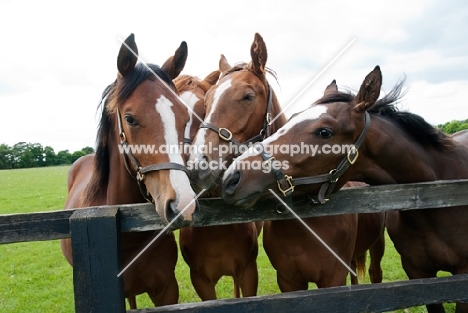 group of thoroughbreds nuzzling by a fence
