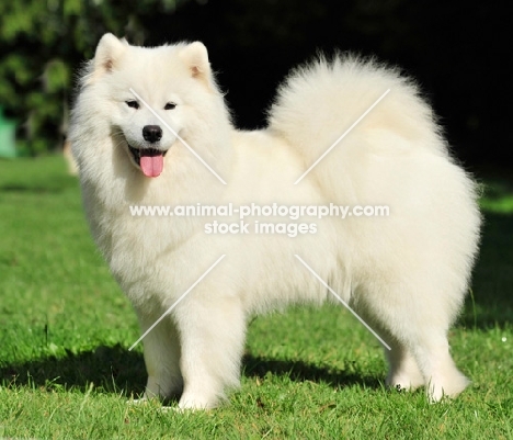 Samoyed, side view