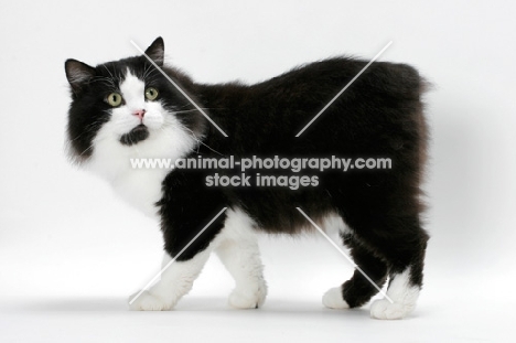 male Cymric cat, black and white