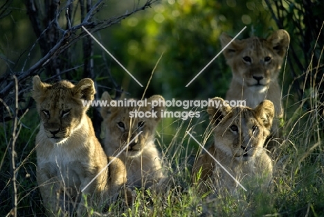 four lion cups in masai mara