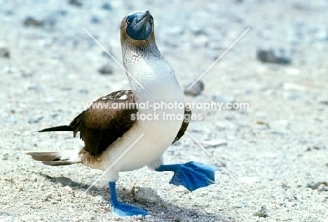 blue footed booby on champion island, galapagos, looking up 