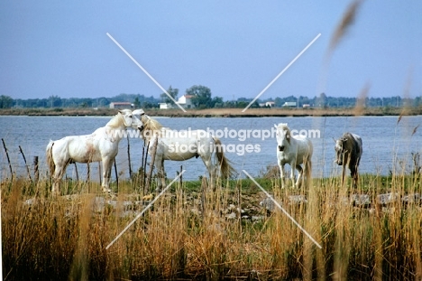 four camargue ponies near water