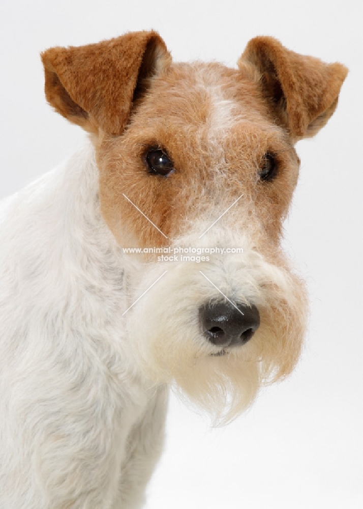 Australian Champion, Fox Terrier Wirehaired, portrait