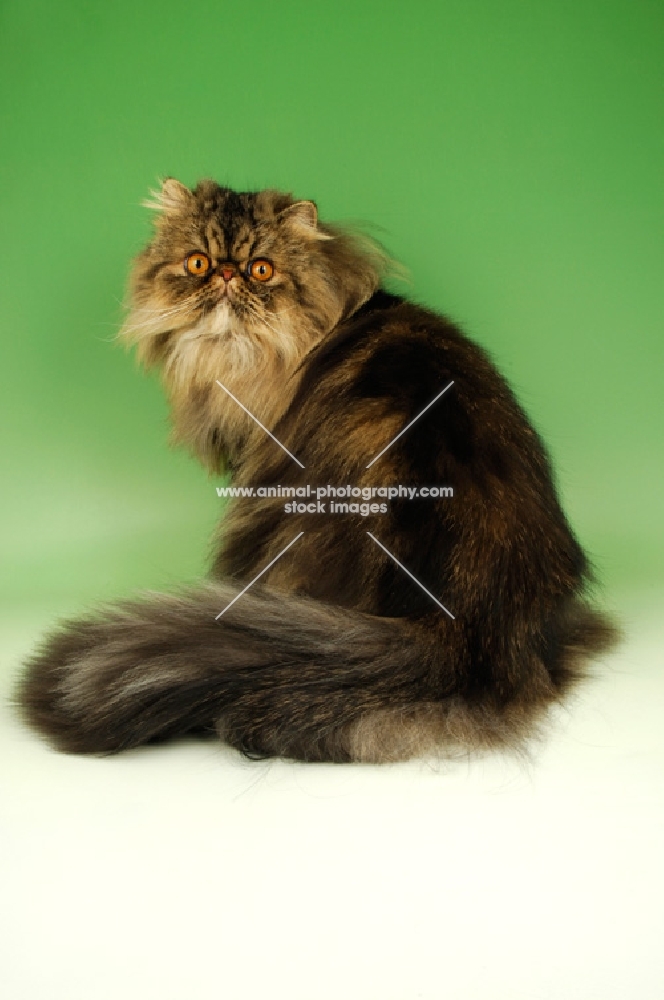 brown tabby persian cat