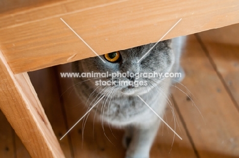 blue British Shorthair cat under chair