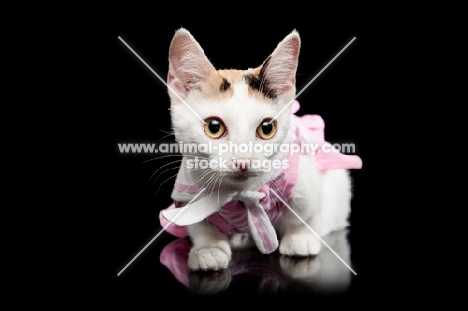 dressed up shorthaired Bambino cat on black background