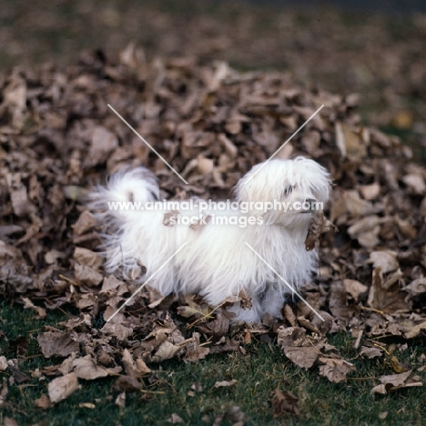 vicbrita petit point,  maltese  in leaves