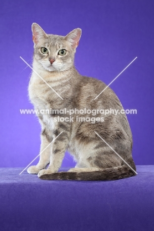 marble Australian Mist cat on periwinkle background