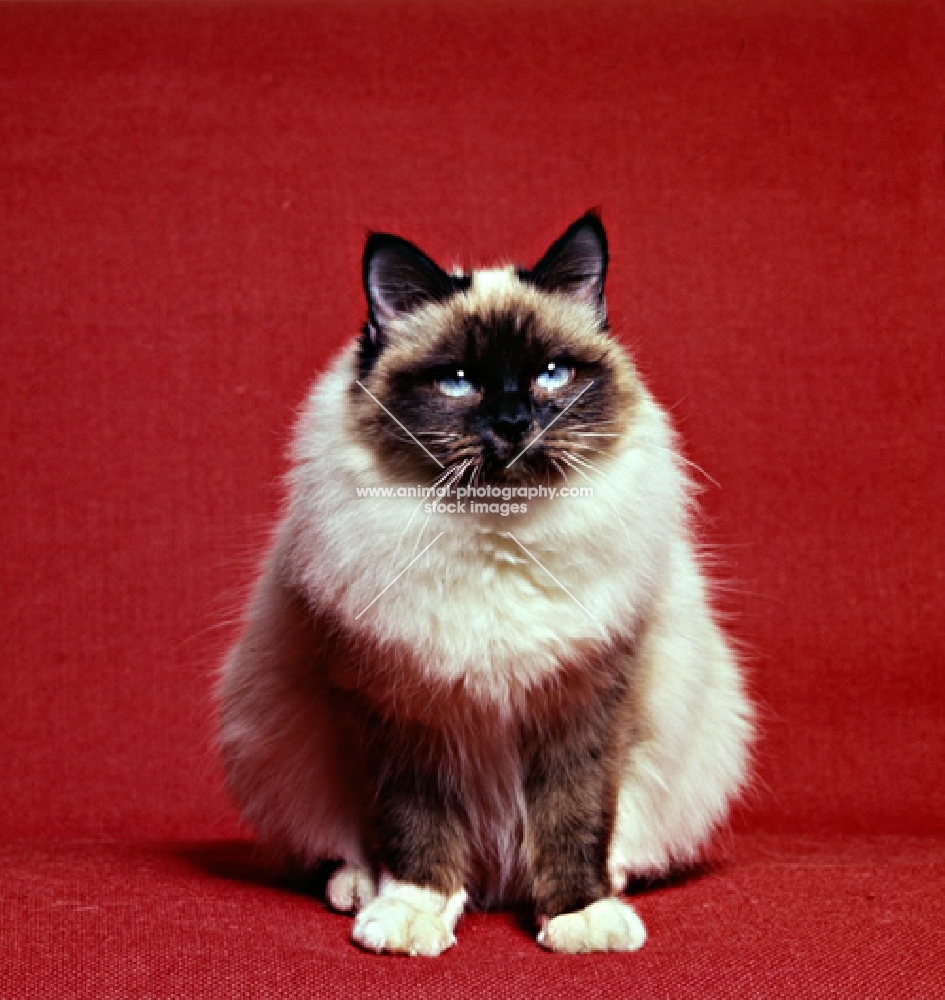 seal point birman cat front view