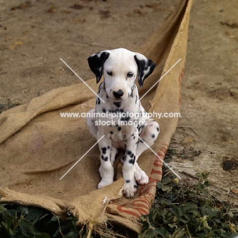 dalmatian puppy sitting on a sack