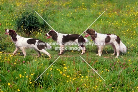 three undocked english springer spaniels in a row