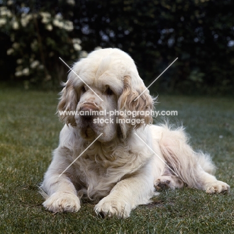 ch anchorfield bonus, clumber spaniel