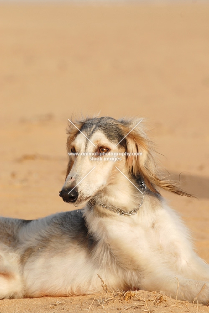 Arabian Saluki in Dubai desert