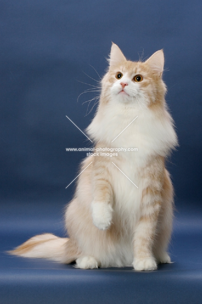 Cream Mackerel Tabby & White Norwegian Forest cat