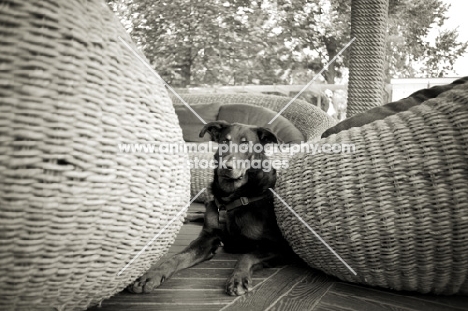 Beauceron resting on a restaurant floor