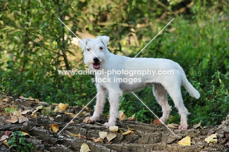 white Parson Russell Terrier, happy looking