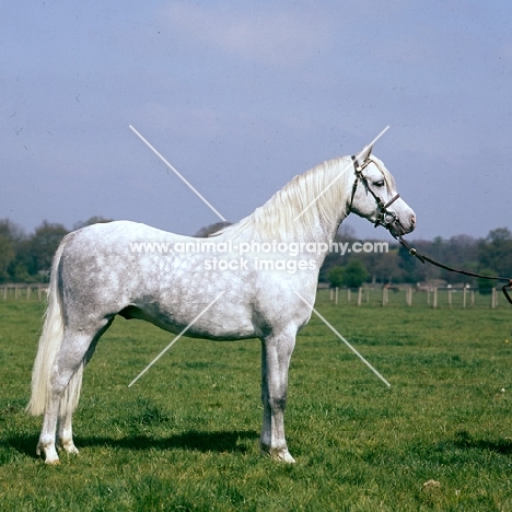 cusop banknote, welsh pony (section b) colt