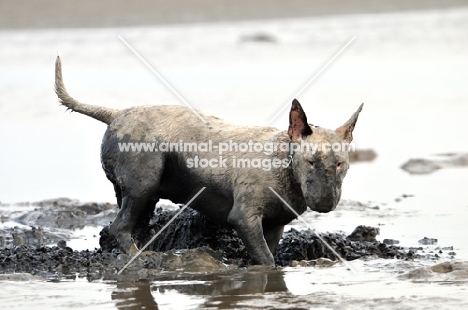 Muddy Bull Terrier