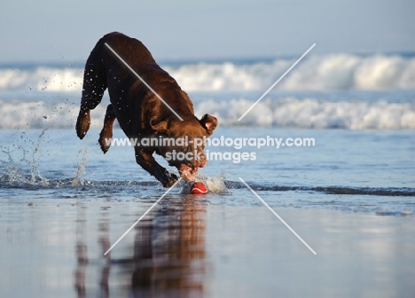 chocolate Labrador Retriever retrieving ball from sea