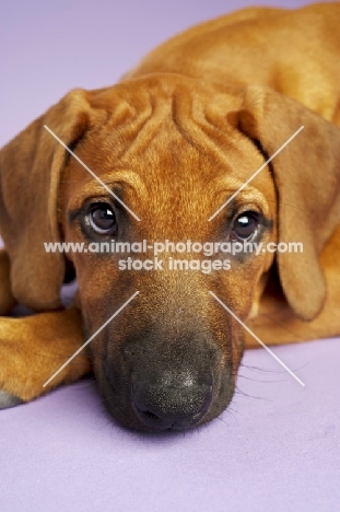 Rhodesian Ridgeback resting on purple background