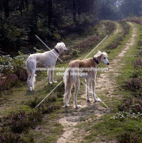 two saluki standing on a track