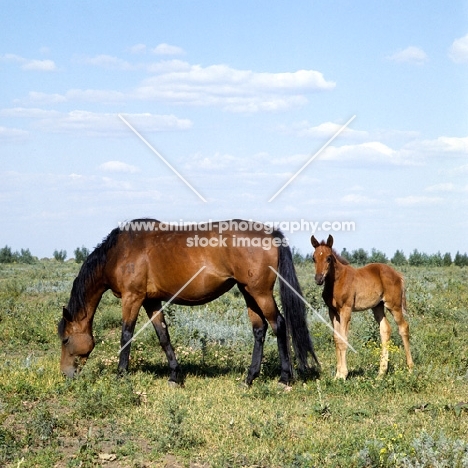 Budyonny mare with foal 