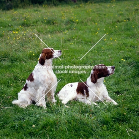 chardine vari, left, llanelwy hard days night at chardine, irish red and white setters, b.o.b crufts 1987