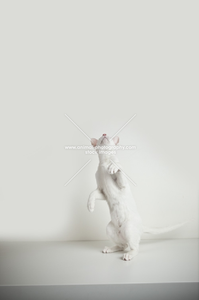 young white oriental shorthair cat standing on two legs looking up