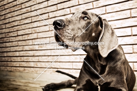 Great Dane lying on deck