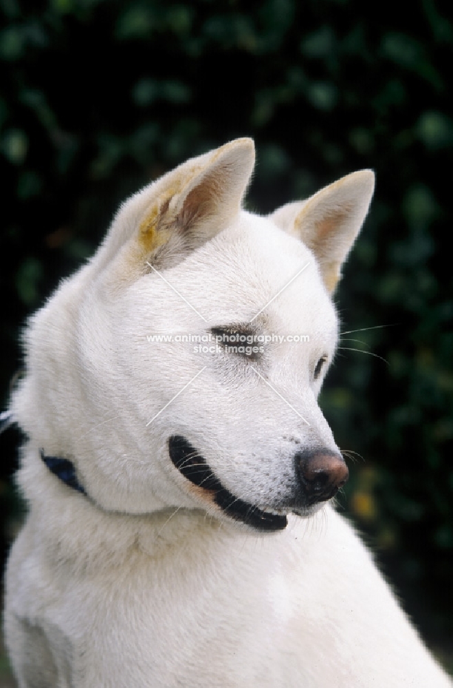 Kishu dog portrait