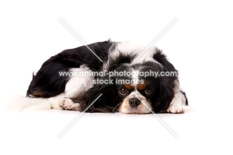 Black, brown and white King Charles Spaniel isolated on a white background