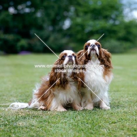 two king charles spaniels, ch tudorhurst theron, ch tudorhurst... 