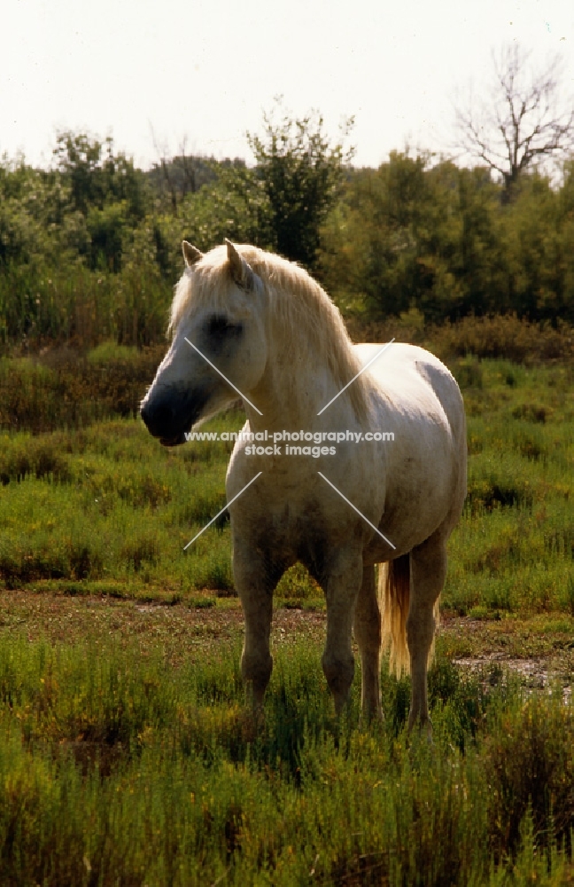 Camargue pony mare in the camargue